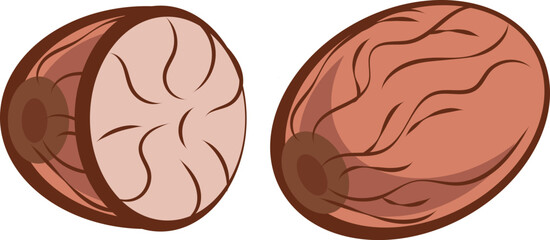 simple illustration of whole and chopped nutmeg