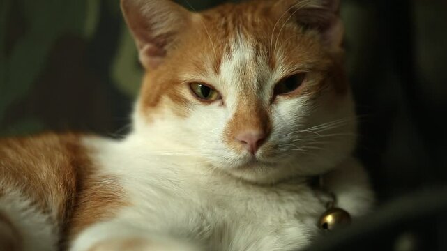 Portrait of Brown Cat, Red Tabby Male Cat, Ginger Long Hair Cat, The Fluffy Pet