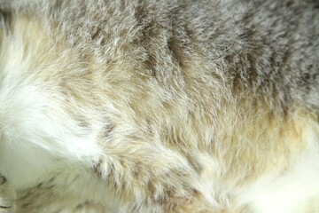 close up of gray cat fur laying on tile floor background and textured