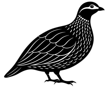 recommend clip art: partridge bird silhouette vector black illustration 