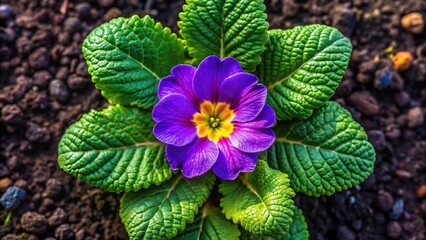 A beautiful aerial view of a purple primrose flower in a garden