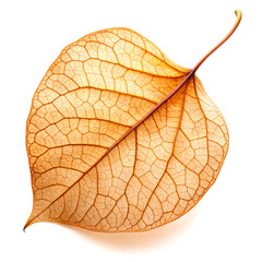 Obraz premium leaf isolated on white. leaf, autumn, nature, isolated, plant, fall, tree, green, macro, leaves, white, yellow, orange, season, closeup, red, foliage, color, texture, close-up, dry, vein, object, gold