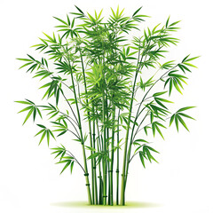 Obraz premium bamboo isolated on white background. leaf, green, isolated, bamboo, plant, branch, tree, white, nature, herb, dill, leaves, fresh, food, grass, rosemary, tropical, flora, vector, spice, white backgrou