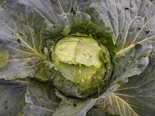 head of cabbage