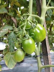 green tomatoes on a vine