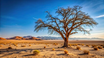 Amazing landscape of a dry tree in the desert
