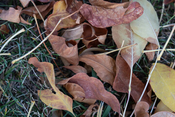 fall autumn leaves on the grass in park