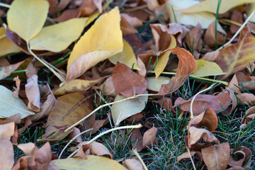 fall autumn leaves on the grass in park