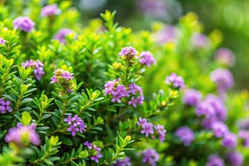 Fototapeta premium Close-up of small herb plants with purple blossoms and green leaves, shallow depth of field