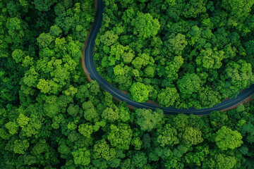 Aerial View of Winding Road Through Lush Green Forest