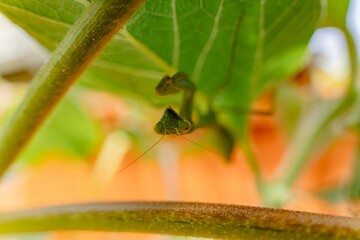 Macro shot of antenna bug on green leaves with blur background