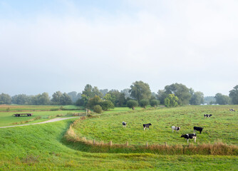 spotted cows graze in floodplanes of river rhine in holland
