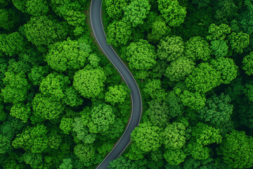 Aerial View of Winding Road Through Lush Green Forest
