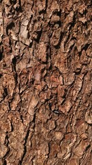 Texture of Wood at Hot Sunny Day