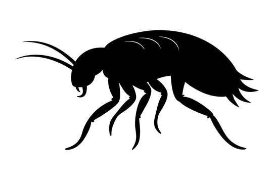 black insect silhouette on white background