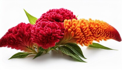 Celosia on white background isolated. Beautiful flower.