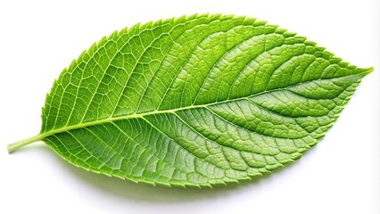 green leaf closeup isolated white background