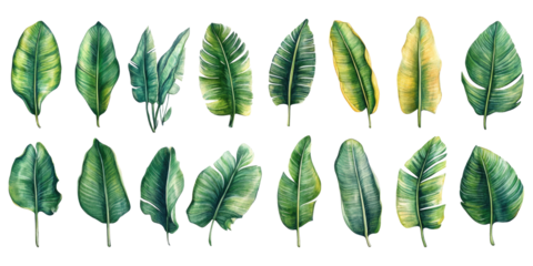 Set of lush green banana leaves isolated on a white  transparent background
