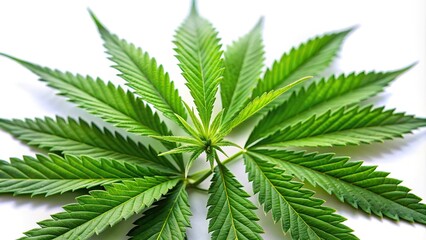 Macro shot of isolated marijuana leaves on white background