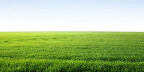 Obraz premium Minimalist green field isolated against a white background