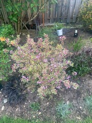 Garden Flowers