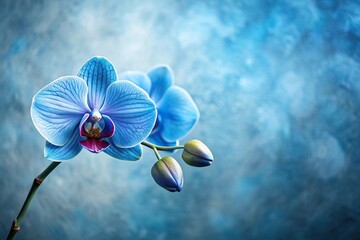 Minimalist serene blue orchid on textured abstract background