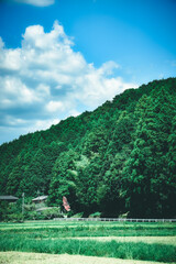 日本の夏の風景