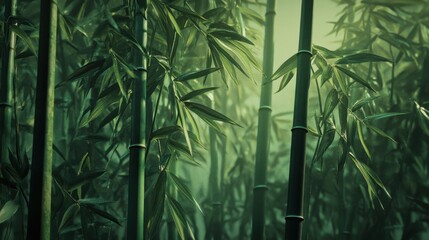 A lush green forest with tall bamboo trees. Concept of tranquility and serenity, as the bamboo forest appears to be untouched by human activity. The tall