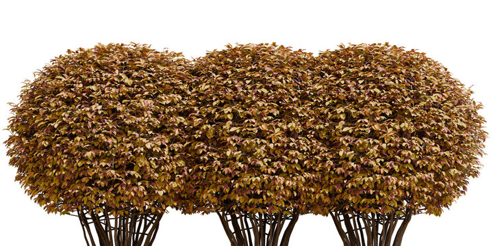 Drawf Yaupon Holly Shrub Plant in Sphere Shape - Front View