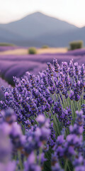 Obraz premium Colinas onduladas cobertas de campos de lavanda