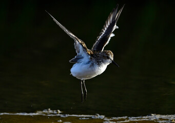  Little Stint // Zwergstrandläufer (Calidris minuta)