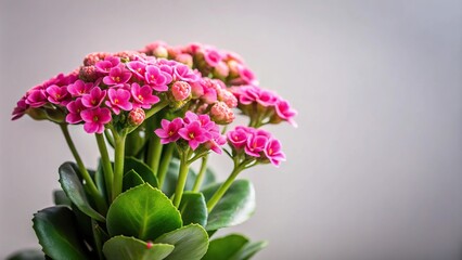 Pink kalanchoe flower with leading lines on light background