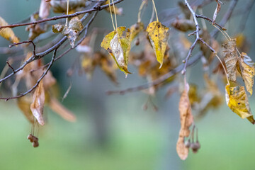 wilted linden leaves and seeds hanging on branch. Gloomy autumn season atmosphere.