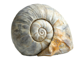 fossilized ammonite shell preserved in stone on isolated background showing intricate spiral structure and natural fossil detail
