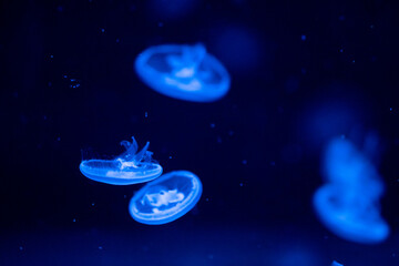 Fototapeta premium Blue jellyfish drifting gracefully in an aquarium's illuminated waters at night