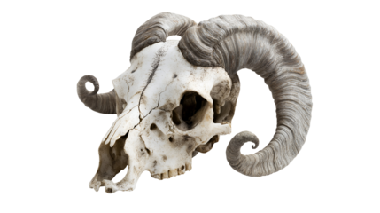 goat skull with curled horns on isolated background featuring detailed bone structure and intricate horn texture for anatomical reference and study
