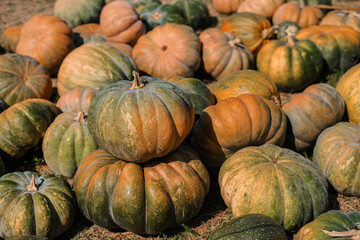 Vibrant collection of pumpkins in a farm field during autumn harvest season
