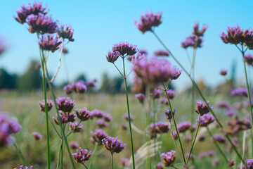 Vibrant purple wildflowers blooming in a sunny open field on a clear day