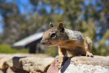 グランドキャニオンに生息するリス