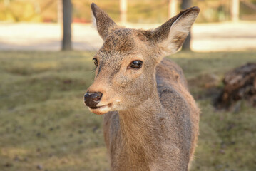 奈良の鹿