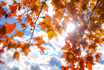 紅葉したもみじの背景