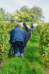 Bordeaux,France - October 4, 2024: Hand-harvested or hand-picked Cabernet Franc in Bordeaux, France. 