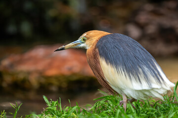 Full body of Javan pond heron, Ardeola speciosa