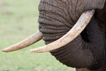Elephant tusks closeup