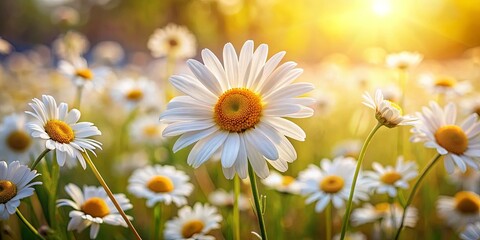 Fototapeta premium A vibrant daisy blooms in a field of wildflowers bathed in the warm glow of the setting sun, its delicate petals illuminated by the golden light.