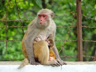 Monkey Love A Baby's Place in the Jungle