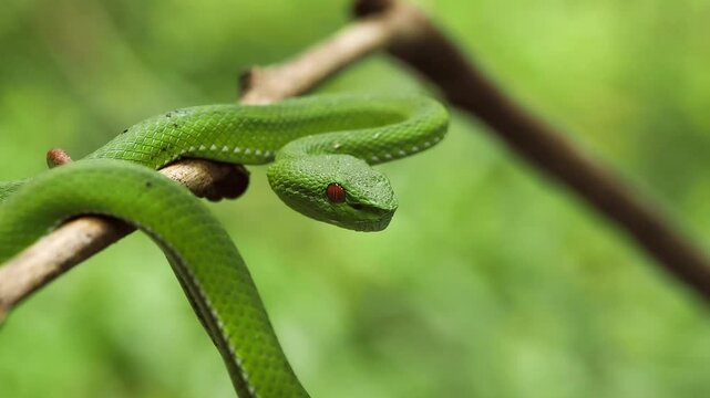 Red eyes  Green Tree Viper [Viridovipera stejnegeri stejnegeri]look for food