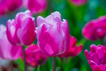 Fototapeta premium Pink spring flowers tulips. Spring background for Easter or Valentines Day. Beautiful bouquet of tulips in spring with blurred background. Bright purple color of blossom tulips. Violet Spring flower.