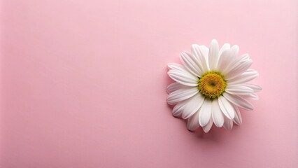 white daisy flowers on pastel pink background
