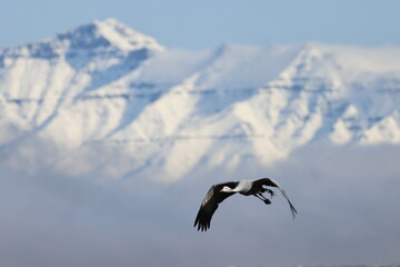 Naklejka premium Blue crane and snowy peaks